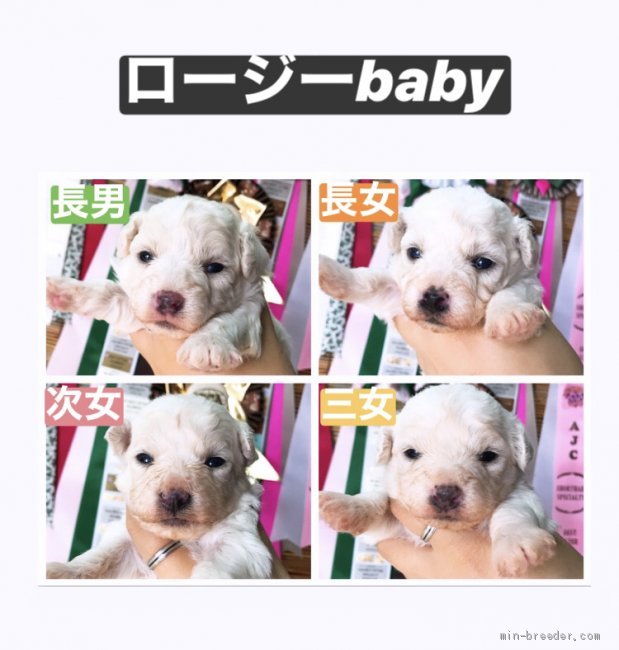 中村司ブリーダーのブログ：産まれている子犬達と今後の出産予定
