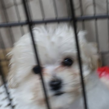 マルプー(マルチーズ×トイプードル)【長崎県・男の子・2024年1月18日・ホワイト&クリーム】の写真「小ぶりで可愛いMIX犬です。」