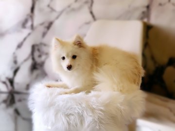 ポンスキー【千葉県・男の子・2023年6月7日・クリーム&ホワイト】の写真「MIXではなくポンスキーと言う犬種を扱っています。」